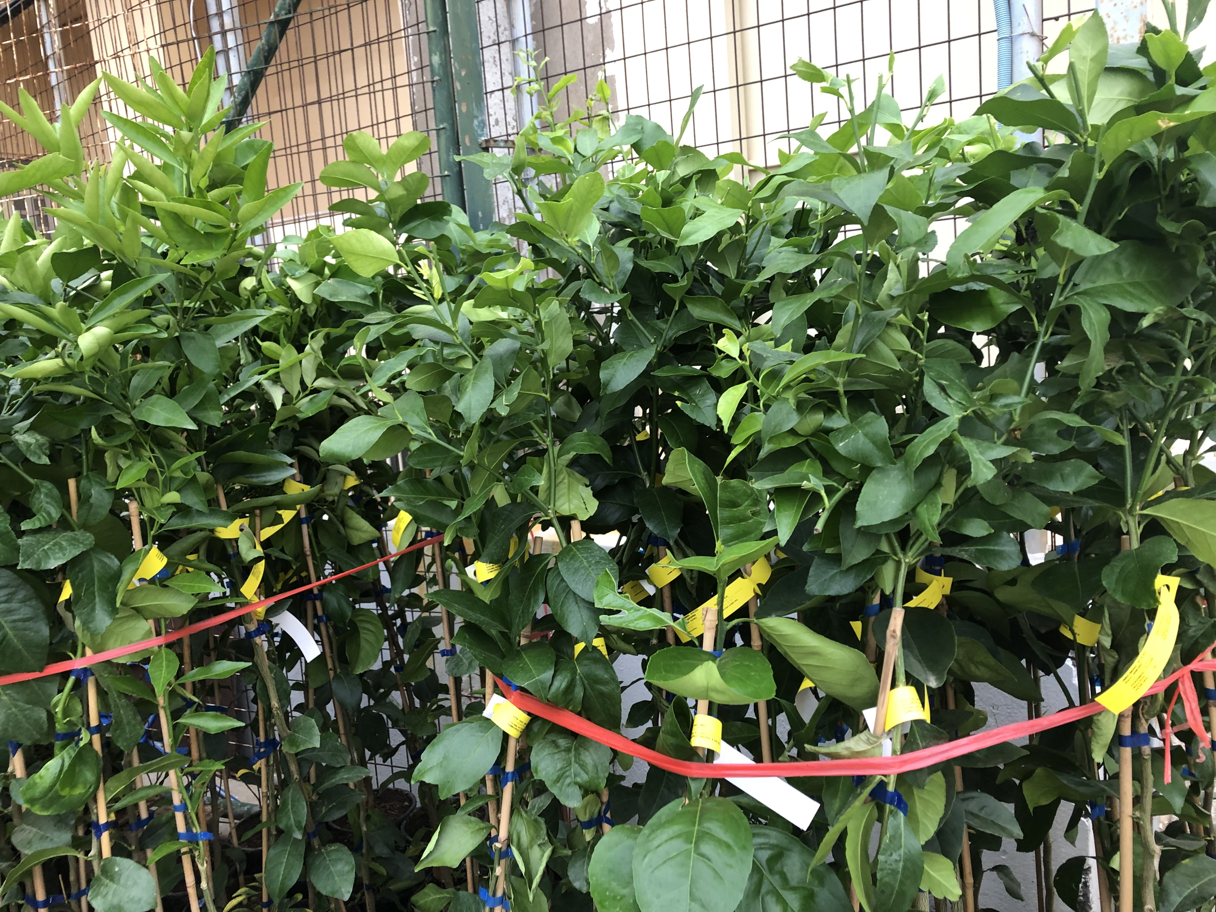 Ξυνόδεντρα Μανταρινιές