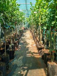 Lemon Nursery Poik. Adamopoulou